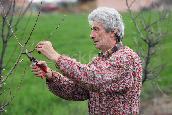 Worker pruning tree in orchard, agriculture Stock photo © simazoran