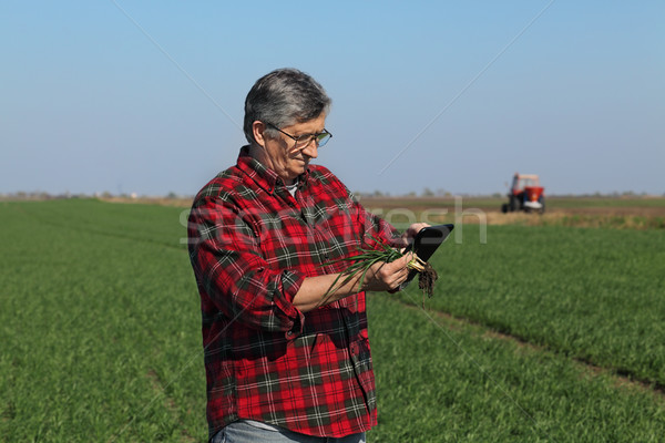 Agriculture, farmer examining wheat plant in field Stock photo © simazoran