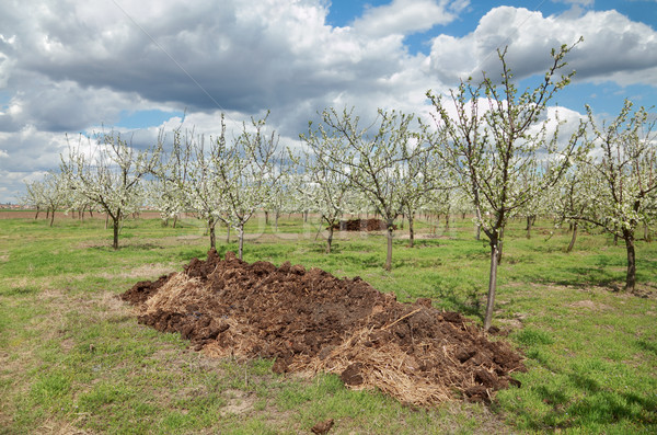 Landwirtschaft Dünger Obstgarten Heap Blüte Pflaume Stock foto © simazoran
