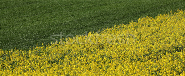 Rapeseed and wheat plants in  field, yellow and green Stock photo © simazoran