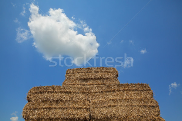 Bale paille récolte grand ciel bleu [[stock_photo]] © simazoran