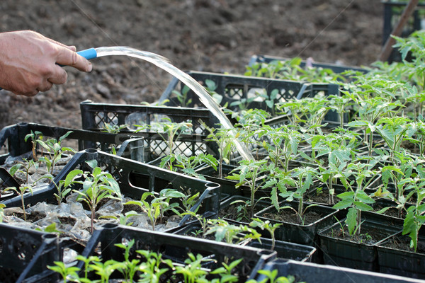 農業 西紅柿 植物 苗 溫室 商業照片 © simazoran