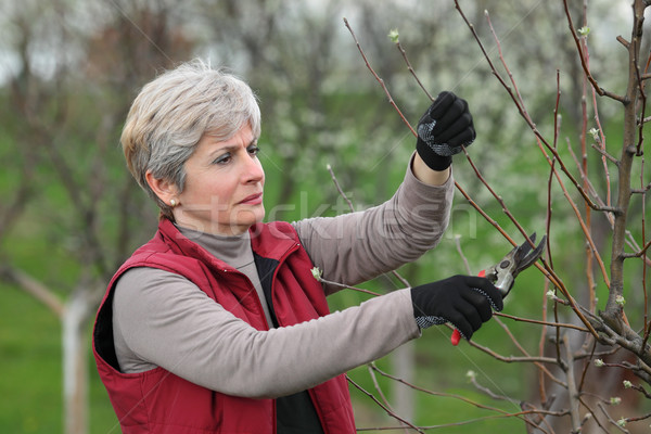 Agriculture, pruning in orchard Stock photo © simazoran