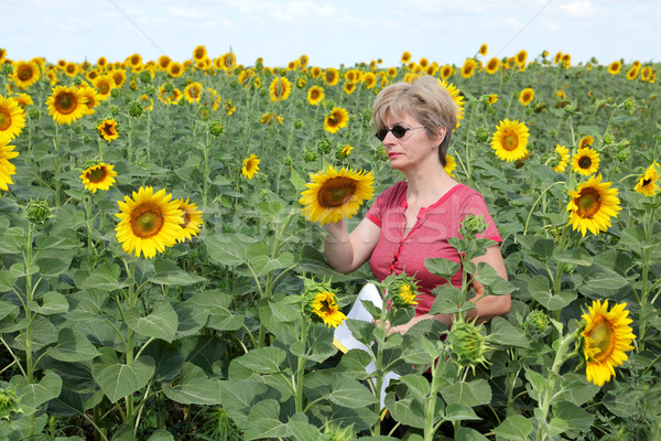Agronomie Landwirtschaft Experte Qualität Sonnenblumen Bereich Stock foto © simazoran