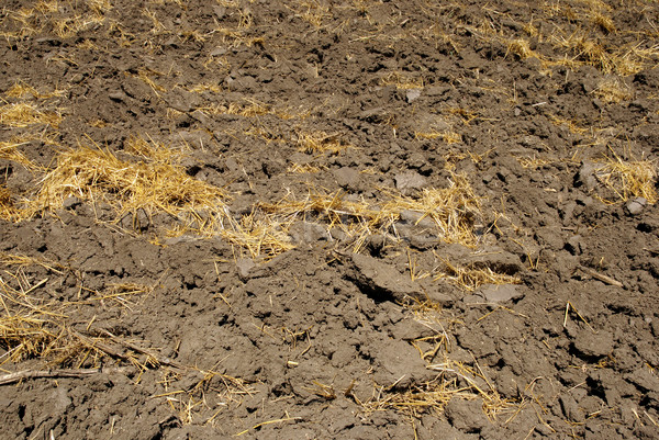 Agriculture cultivé terres été récolte blé [[stock_photo]] © simazoran