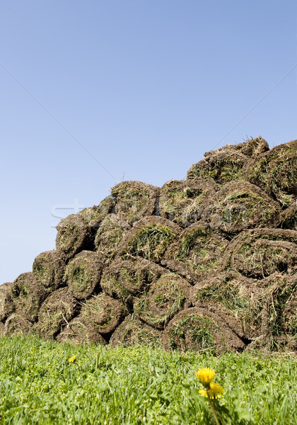Grass Stock photo © simazoran