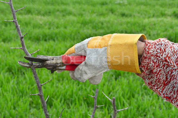 Agriculture, pruning in orchard Stock photo © simazoran