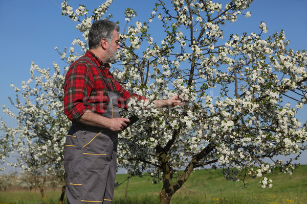 Farmer or agronomist in blossoming plum orchard Stock photo © simazoran