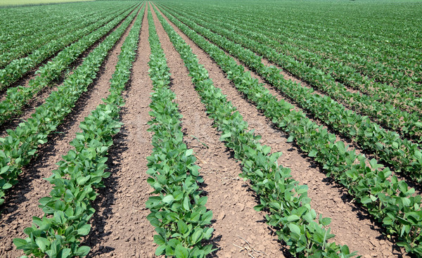 Soja campo verde cultivado cedo verão Foto stock © simazoran