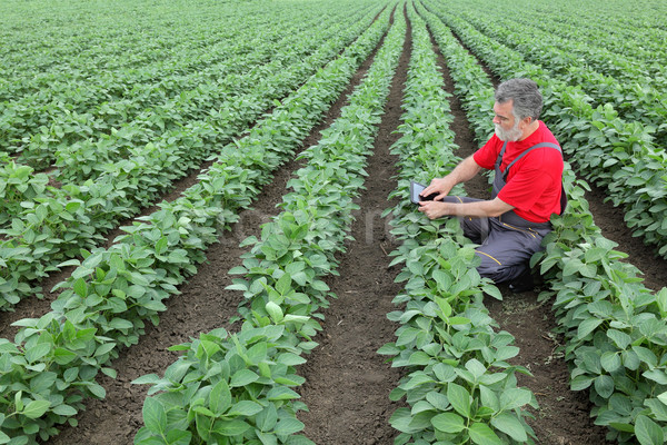 Farmer or agronomist in soy field Stock photo © simazoran