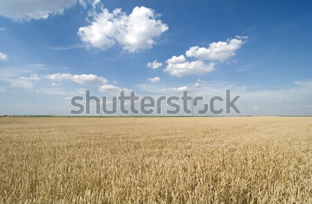 Wheat field Stock photo © simazoran