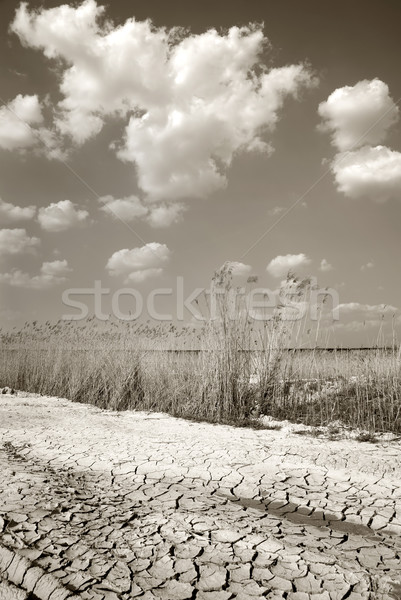 Moor landscape Stock photo © simazoran