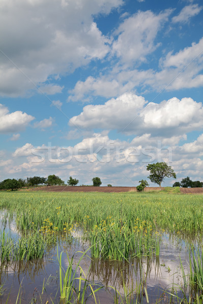 Marsh landscape Stock photo © simazoran