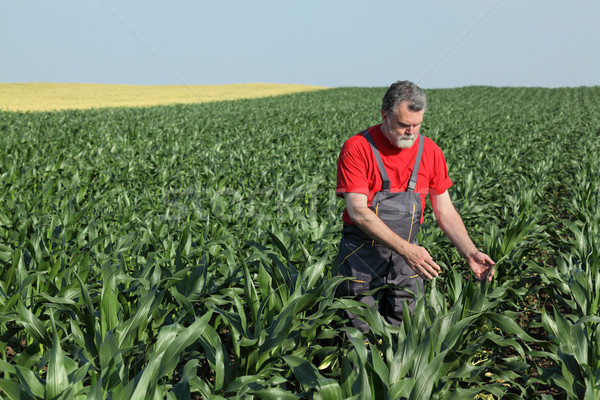 Agricultural scene, farmer in corn field Stock photo © simazoran