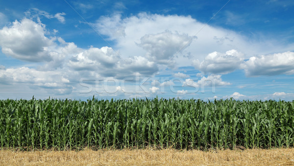 Mezőgazdaság kukorica mező gyönyörű égbolt zöld Stock fotó © simazoran