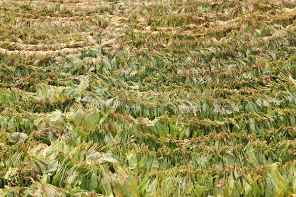 Dohány hagyományos út vidéki zöld textúra Stock fotó © simazoran