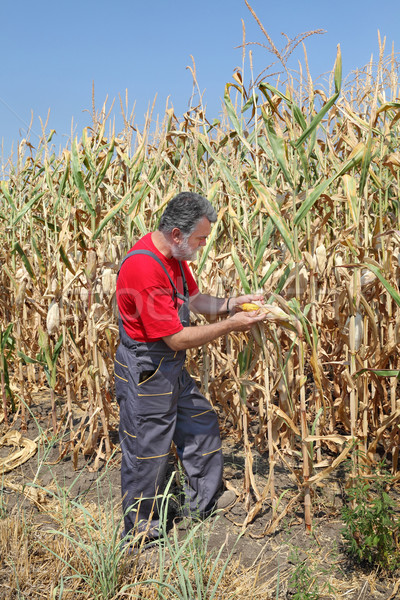 Agricultural scene, farmer or agronomist inspect corn field Stock photo © simazoran