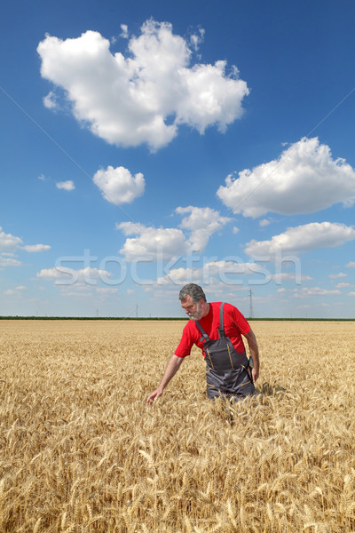 Farmer or agronomist inspect wheat field Stock photo © simazoran