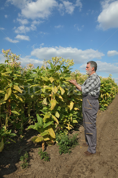 Stockfoto: Landbouwer · tabak · veld · plant · hemel