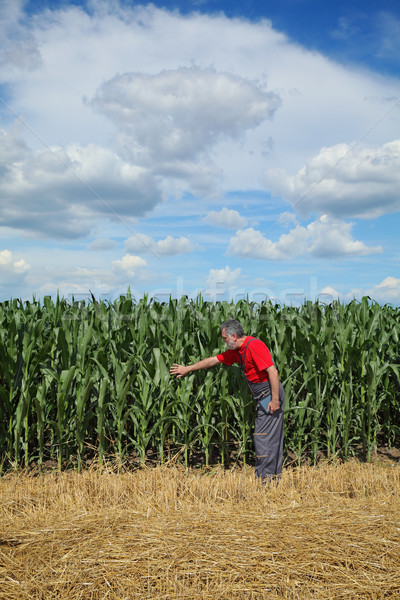 Farmer or agronomist inspect corn field using tablet Stock photo © simazoran