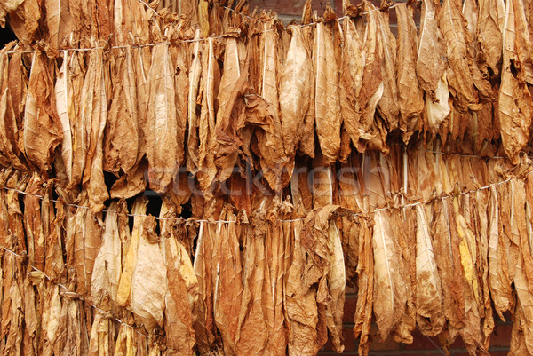 Tabak klassiek manier schuur blad achtergrond Stockfoto © simazoran