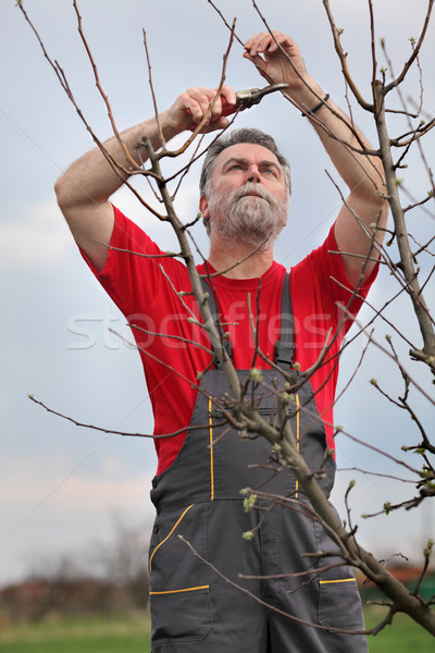 Man pruning tree in orchard Stock photo © simazoran