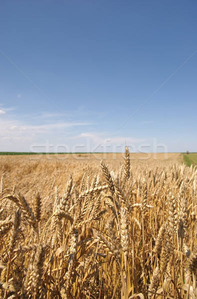 Prêt récolte très tôt été ciel [[stock_photo]] © simazoran