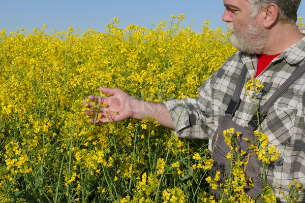 Stock photo: Farmer or agronomist in blossoming rapeseed field