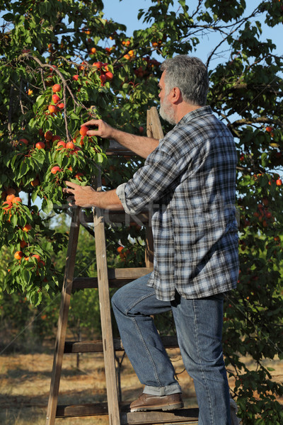Landwirt Ernte Aprikose Obst Obstgarten Erwachsenen Stock foto © simazoran