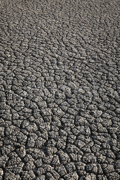 Dry cracked land texture Stock photo © simazoran