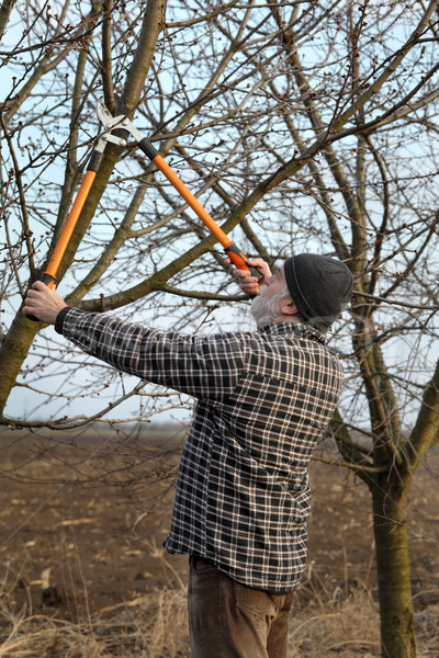 Agriculture, pruning in orchard Stock photo © simazoran