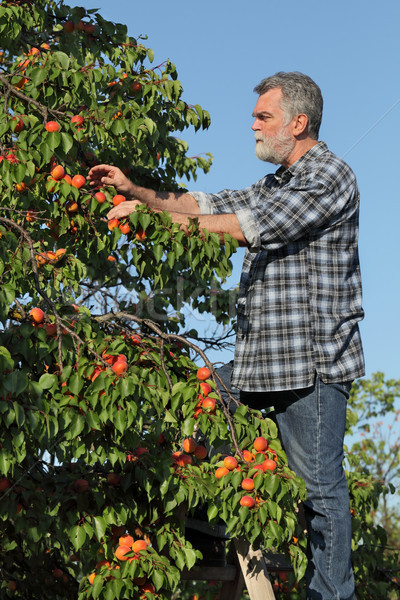 [[stock_photo]]: Agriculteur · abricot · fruits · verger