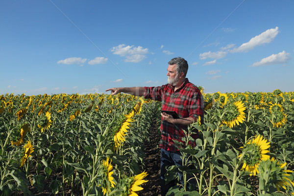 Agricoltore girasole campo impianto punta Foto d'archivio © simazoran