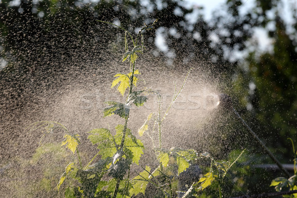 Grape plant treating in vineyard Stock photo © simazoran