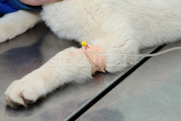 Veterinary Stock photo © simazoran