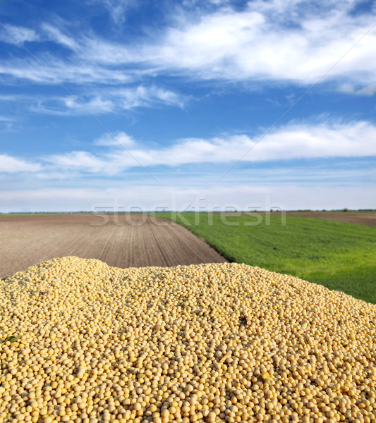 Foto stock: Agricultura · soja · feijão · colheita · campo