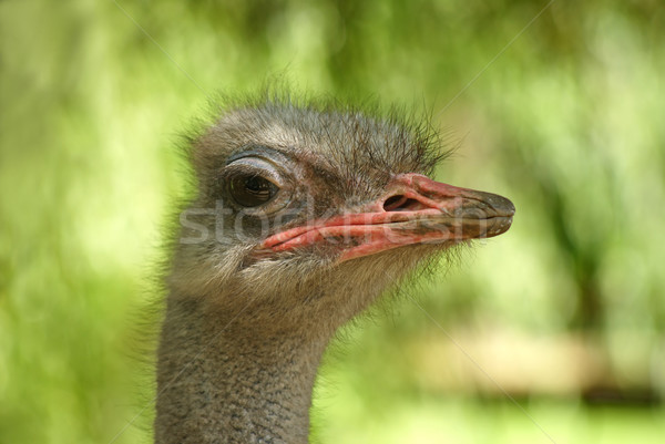 страус портрет зеленый природы голову Сток-фото © simazoran