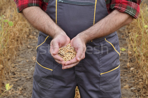 Farmer examining soy bean crop in field Stock photo © simazoran