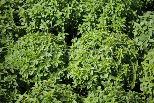 Green basil bush plant Stock photo © simazoran