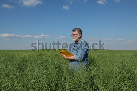Farmer inspecting rapeseed crop in field Stock photo © simazoran