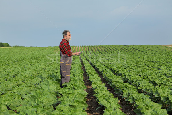 Foto d'archivio: Agricola · scena · agricoltore · girasole · campo · tablet