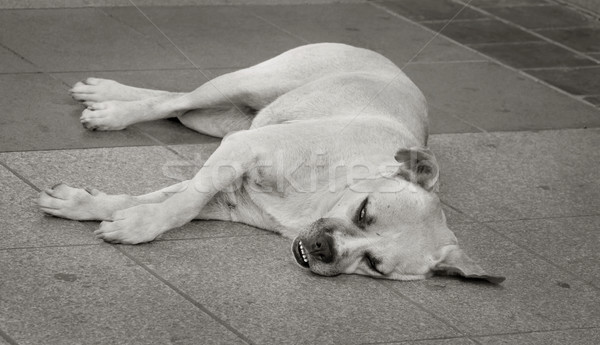 Stradă câine dormit pavaj fără adăpost abandonat Imagine de stoc © simazoran