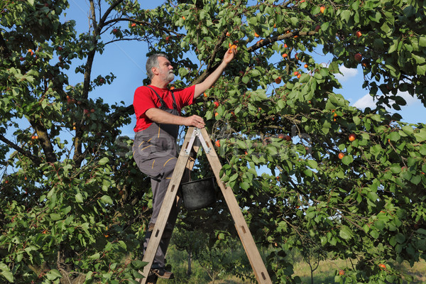 Farmer picking apricot fruit in orchard Stock photo © simazoran