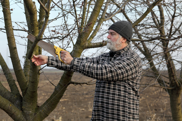 Agriculture, pruning in orchard Stock photo © simazoran