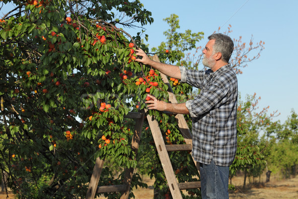[[stock_photo]]: Agriculteur · abricot · fruits · verger · échelle