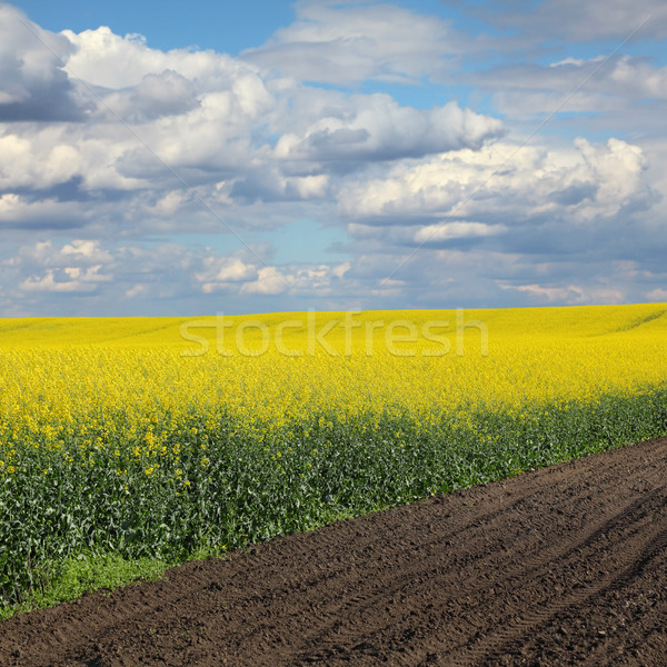 Blooming canola field in spring Stock photo © simazoran