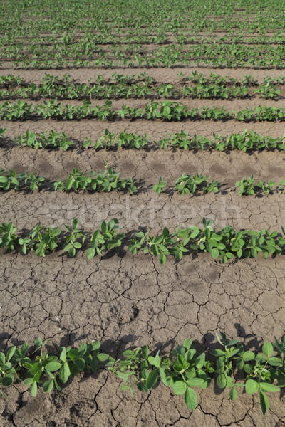 Soybean plant in field in spring Stock photo © simazoran
