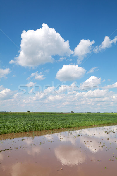 Flooded field Stock photo © simazoran