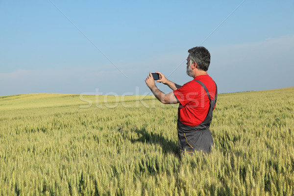 Stock fotó: Mezőgazdasági · jelenet · gazda · búzamező · elvesz · fotó