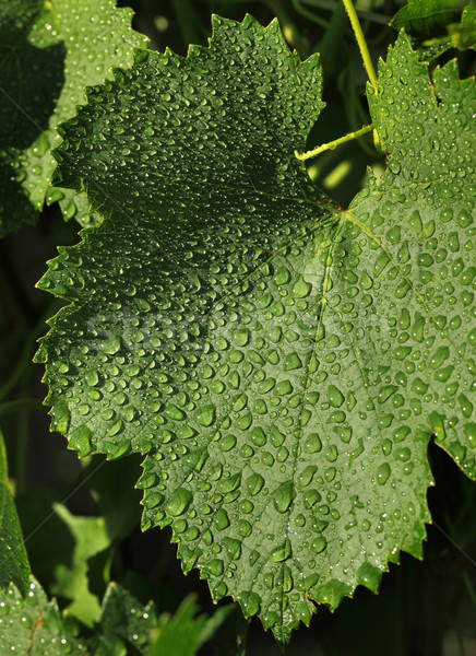 Closeup of green grape leaf with drops Stock photo © simazoran